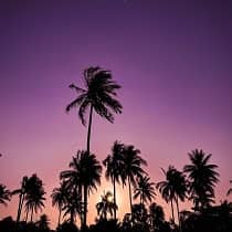 palm trees in a sunset